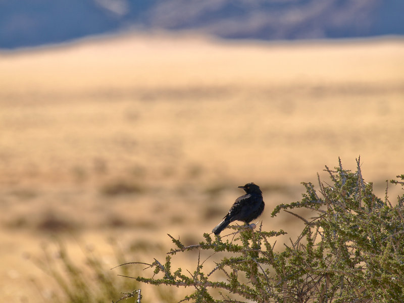 Crow, Desert Camp